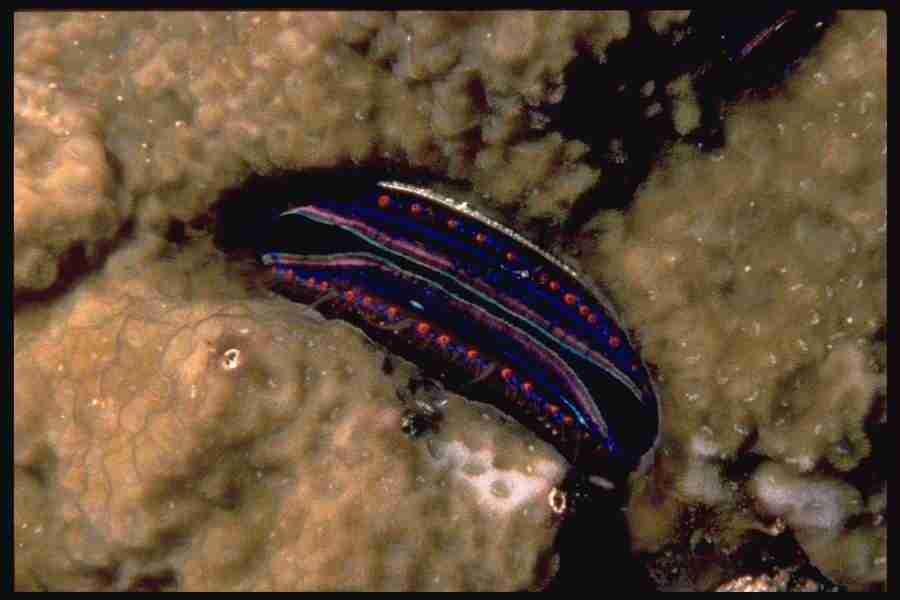 Shell Textures - Corel Professional Photos ></a>
<script language=JavaScript> 
  var txt = 