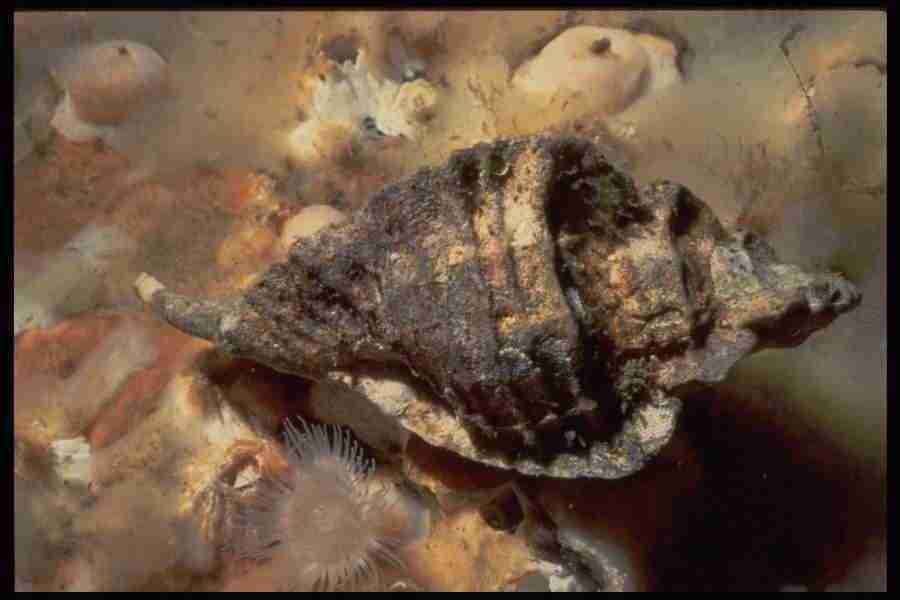 Shell Textures - Corel Professional Photos ></a>
<script language=JavaScript> 
  var txt = 