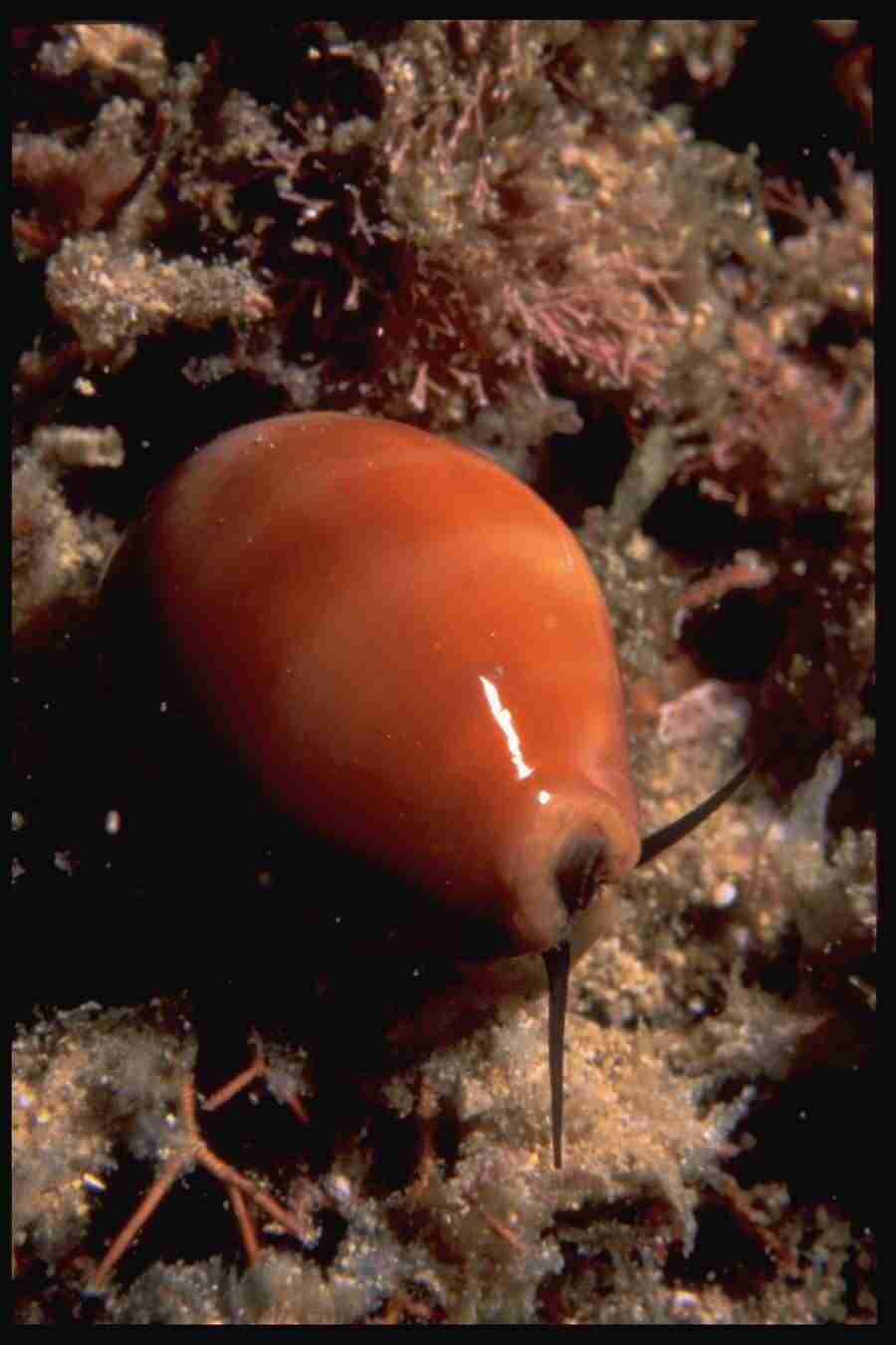 Shell Textures - Corel Professional Photos ></a>
<script language=JavaScript> 
  var txt = 