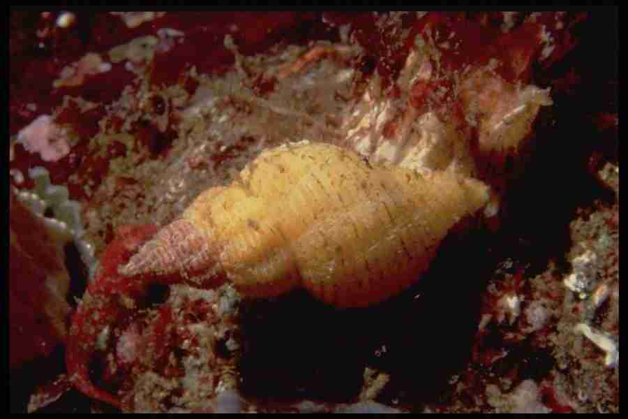 Shell Textures - Corel Professional Photos ></a>
<script language=JavaScript> 
  var txt = 