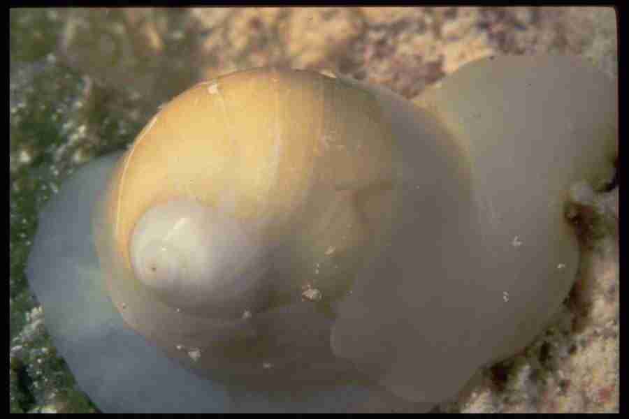 Shell Textures - Corel Professional Photos ></a>
<script language=JavaScript> 
  var txt = 