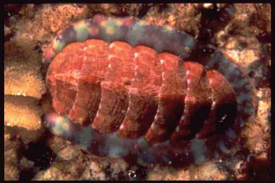 Shell Textures - Corel Professional Photos ></a>
<script language=JavaScript> 
  var txt = 