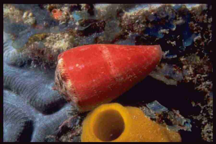 Shell Textures - Corel Professional Photos ></a>
<script language=JavaScript> 
  var txt = 