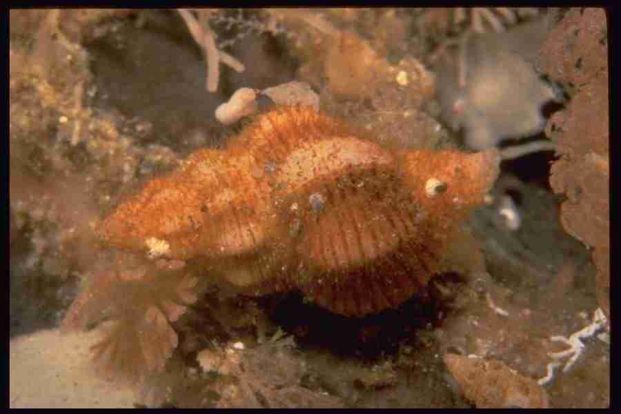 Shell Textures - Corel Professional Photos ></a>
<script language=JavaScript> 
  var txt = 