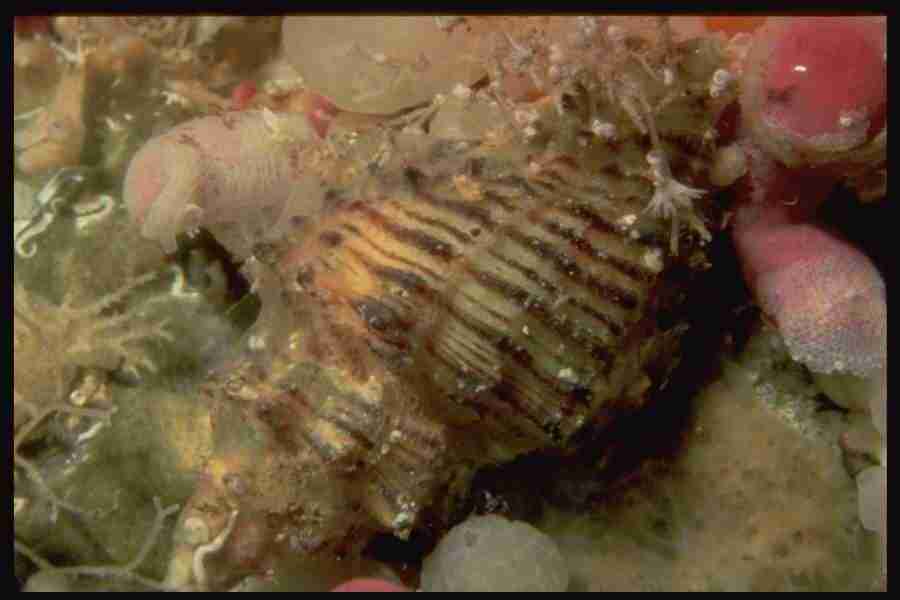 Shell Textures - Corel Professional Photos ></a>
<script language=JavaScript> 
  var txt = 