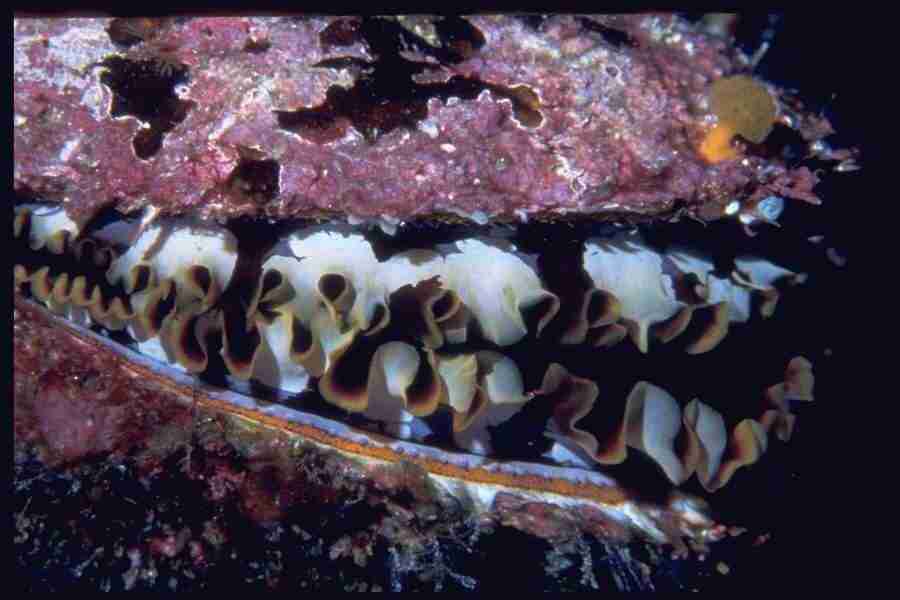 Shell Textures - Corel Professional Photos ></a>
<script language=JavaScript> 
  var txt = 