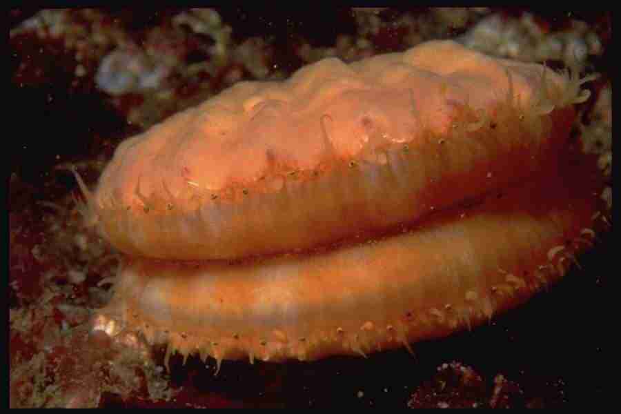 Shell Textures - Corel Professional Photos ></a>
<script language=JavaScript> 
  var txt = 