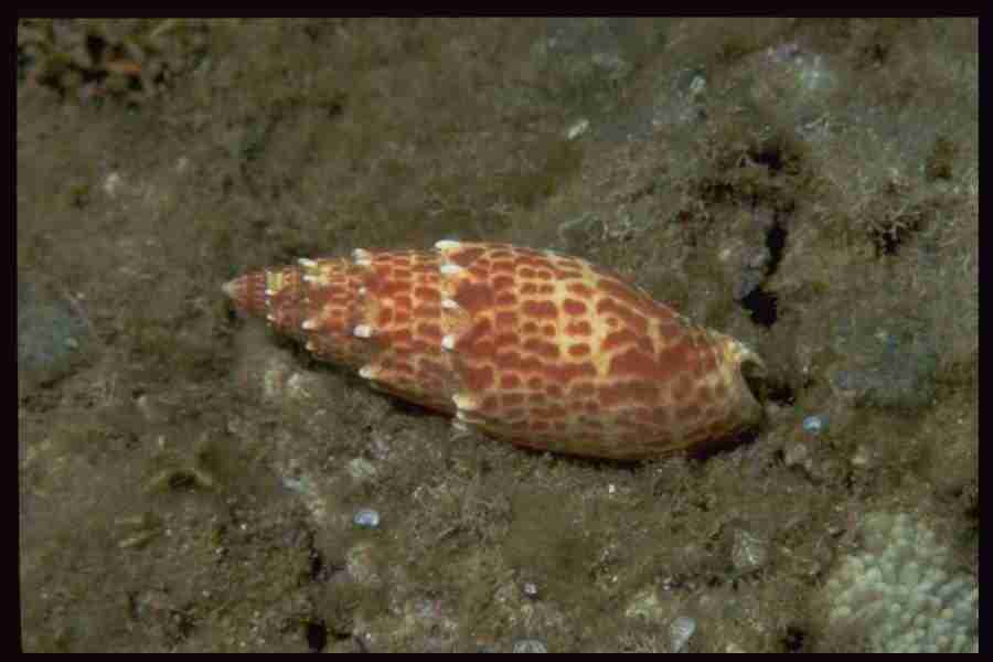 Shell Textures - Corel Professional Photos ></a>
<script language=JavaScript> 
  var txt = 