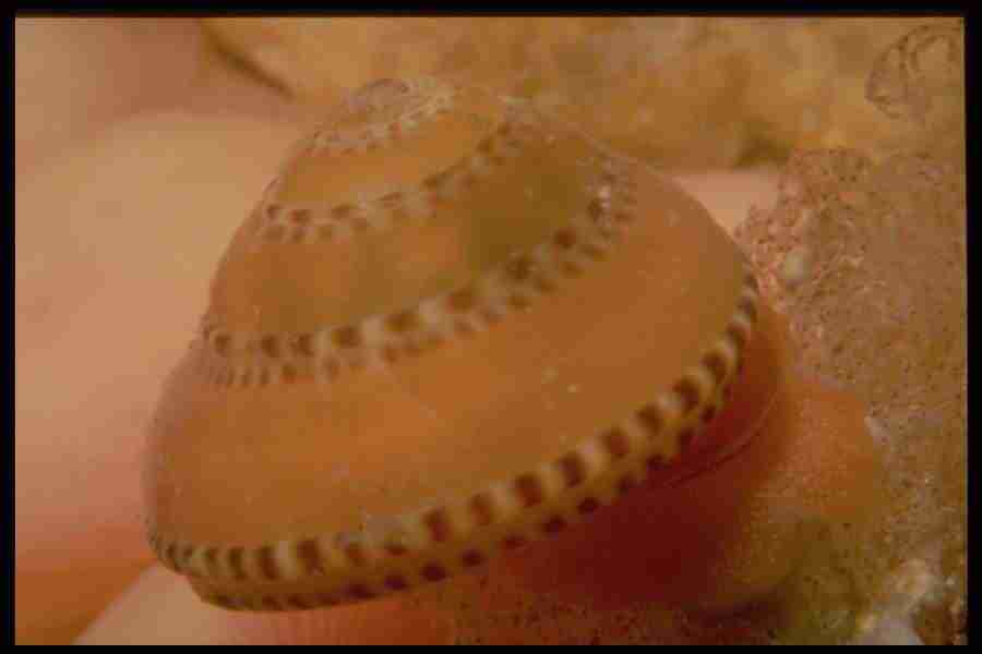 Shell Textures - Corel Professional Photos ></a>
<script language=JavaScript> 
  var txt = 