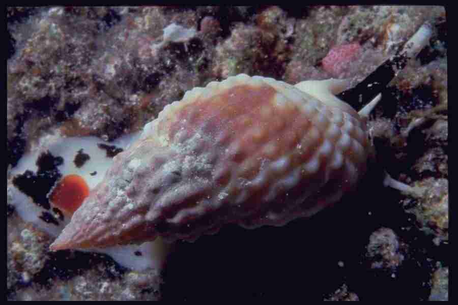 Shell Textures - Corel Professional Photos ></a>
<script language=JavaScript> 
  var txt = 