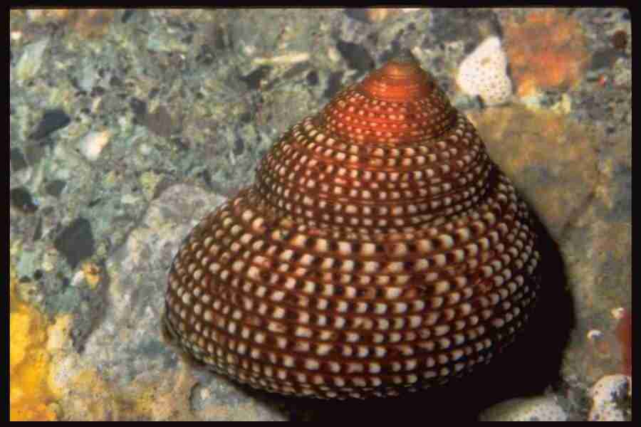 Shell Textures - Corel Professional Photos ></a>
<script language=JavaScript> 
  var txt = 