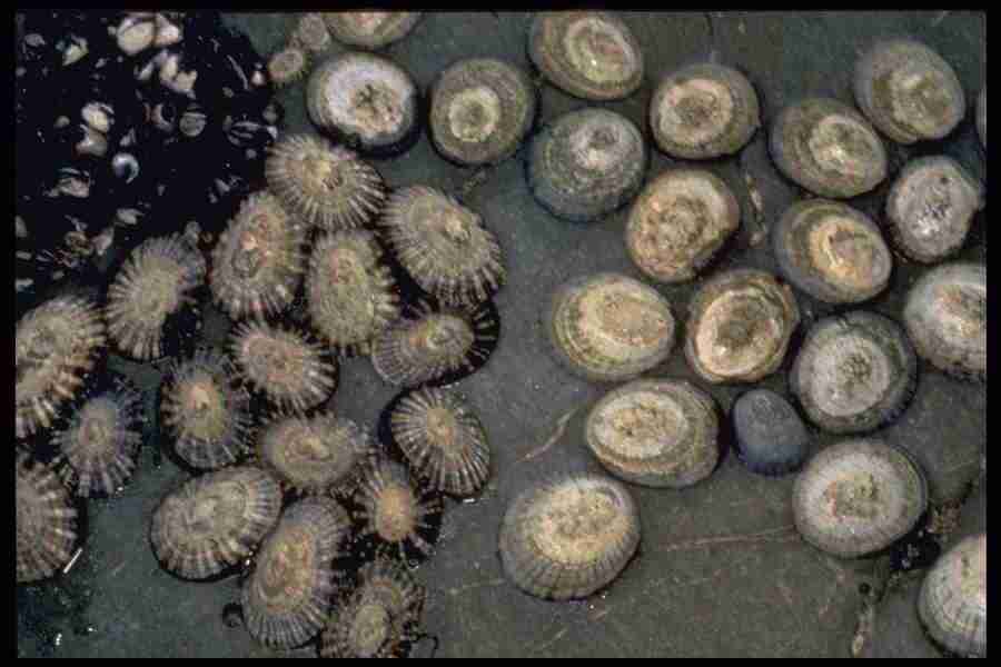 Shell Textures - Corel Professional Photos ></a>
<script language=JavaScript> 
  var txt = 