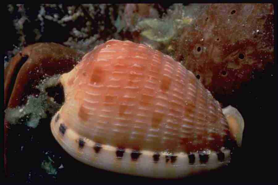 Shell Textures - Corel Professional Photos ></a>
<script language=JavaScript> 
  var txt = 