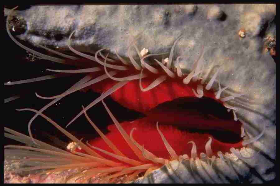 Shell Textures - Corel Professional Photos ></a>
<script language=JavaScript> 
  var txt = 