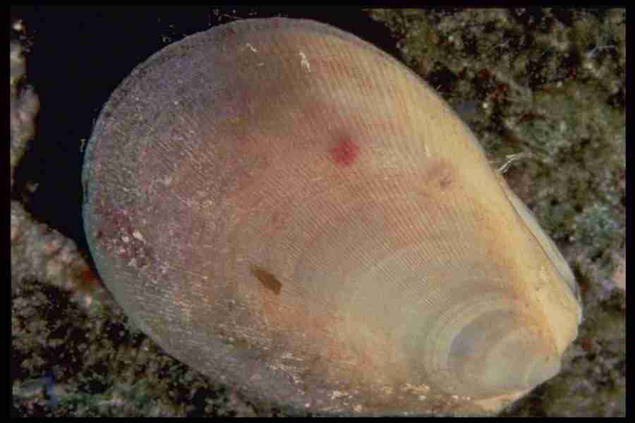 Shell Textures - Corel Professional Photos ></a>
<script language=JavaScript> 
  var txt = 