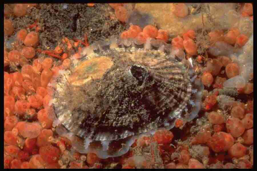 Shell Textures - Corel Professional Photos ></a>
<script language=JavaScript> 
  var txt = 