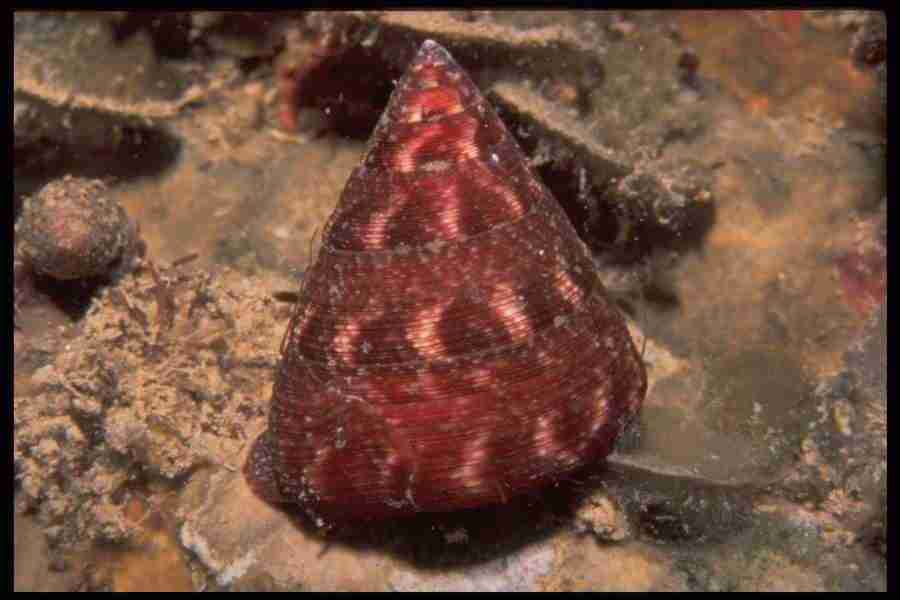 Shell Textures - Corel Professional Photos ></a>
<script language=JavaScript> 
  var txt = 