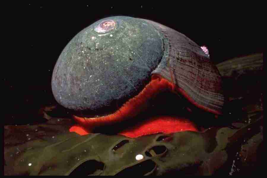 Shell Textures - Corel Professional Photos ></a>
<script language=JavaScript> 
  var txt = 