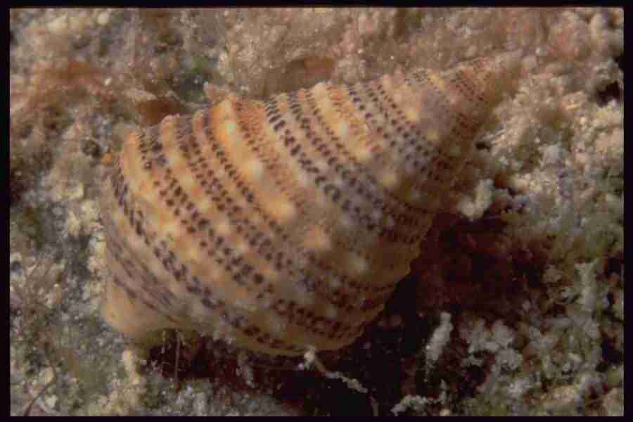 Shell Textures - Corel Professional Photos ></a>
<script language=JavaScript> 
  var txt = 