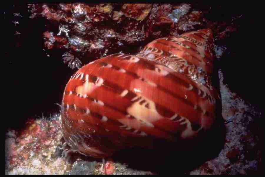 Shell Textures - Corel Professional Photos ></a>
<script language=JavaScript> 
  var txt = 