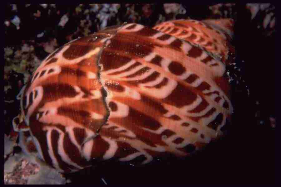 Shell Textures - Corel Professional Photos ></a>
<script language=JavaScript> 
  var txt = 