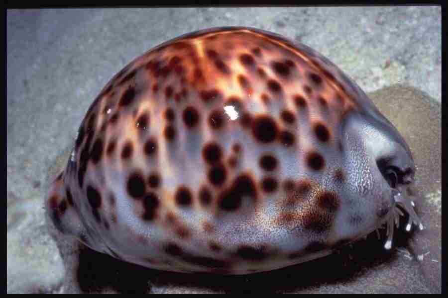 Shell Textures - Corel Professional Photos ></a>
<script language=JavaScript> 
  var txt = 