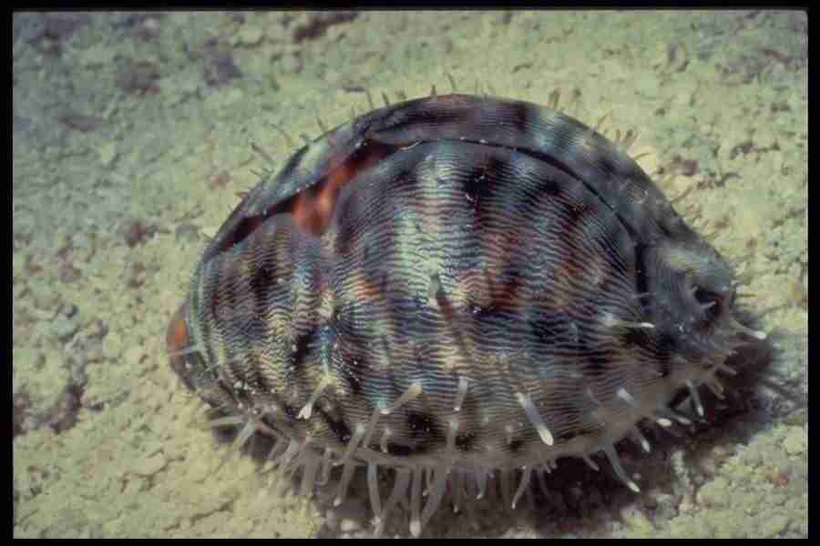 Shell Textures - Corel Professional Photos ></a>
<script language=JavaScript> 
  var txt = 