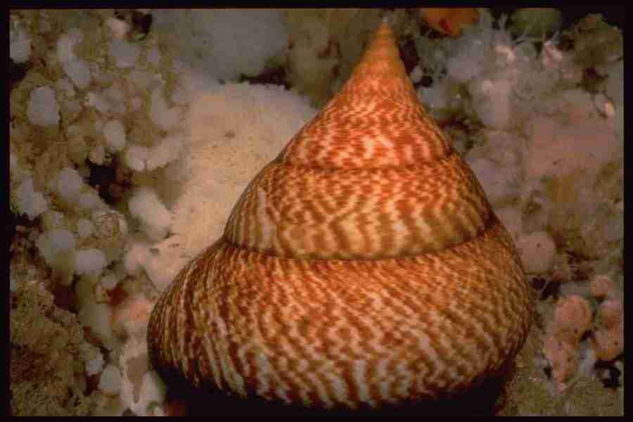 Shell Textures - Corel Professional Photos ></a>
<script language=JavaScript> 
  var txt = 