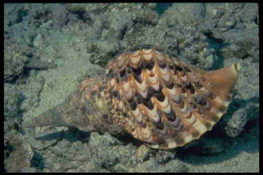 Shell Textures - Corel Professional Photos ></a>
<script language=JavaScript> 
  var txt = 