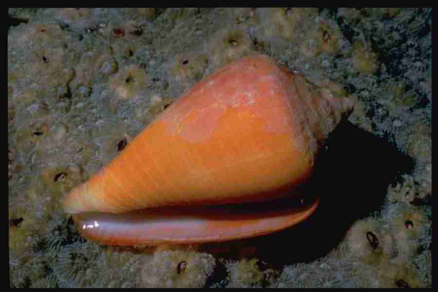 Shell Textures - Corel Professional Photos ></a>
<script language=JavaScript> 
  var txt = 