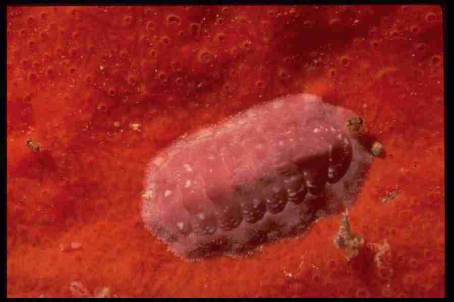 Shell Textures - Corel Professional Photos ></a>
<script language=JavaScript> 
  var txt = 