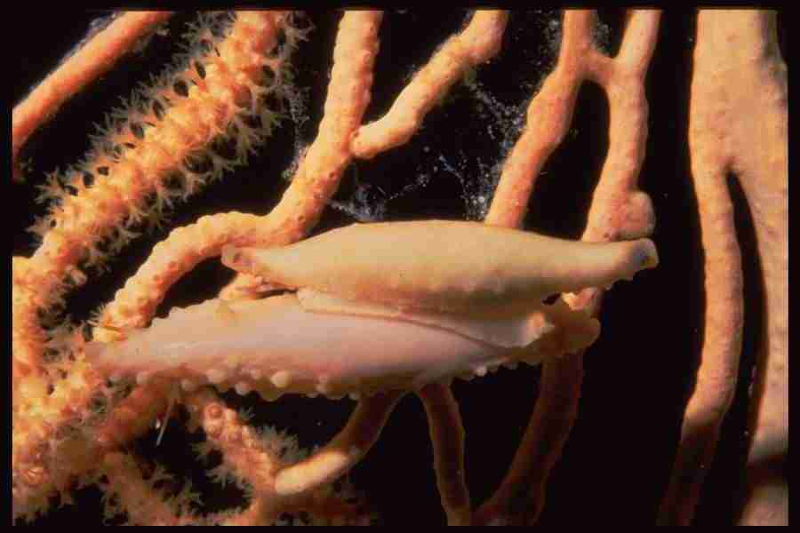 Shell Textures - Corel Professional Photos ></a>
<script language=JavaScript> 
  var txt = 