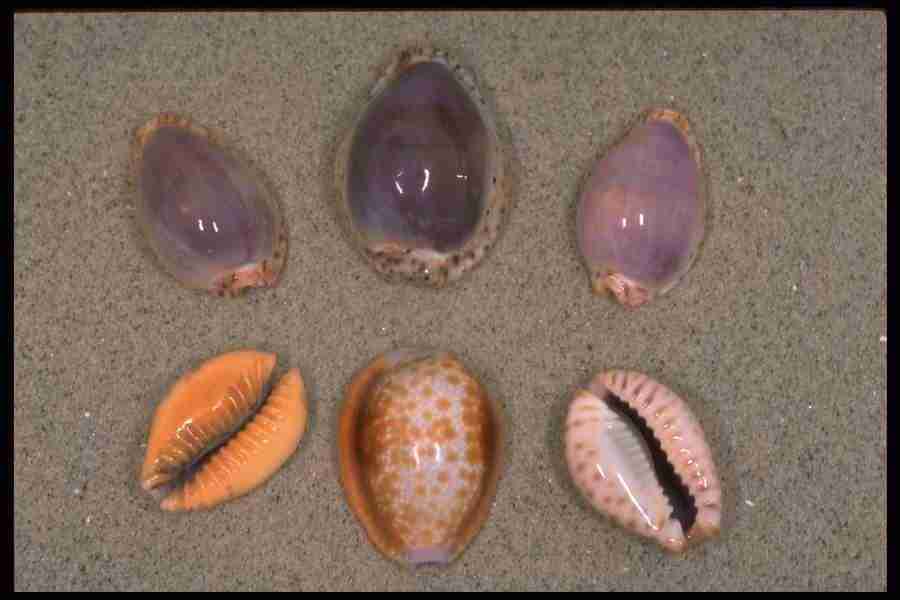 Shell Textures - Corel Professional Photos ></a>
<script language=JavaScript> 
  var txt = 