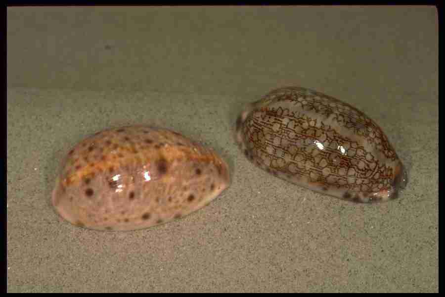 Shell Textures - Corel Professional Photos ></a>
<script language=JavaScript> 
  var txt = 