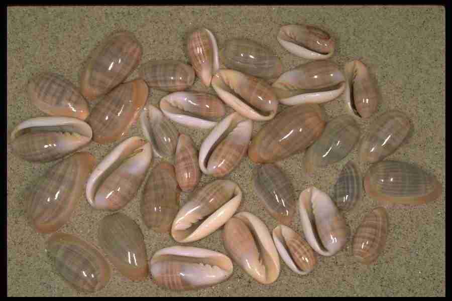 Shell Textures - Corel Professional Photos ></a>
<script language=JavaScript> 
  var txt = 