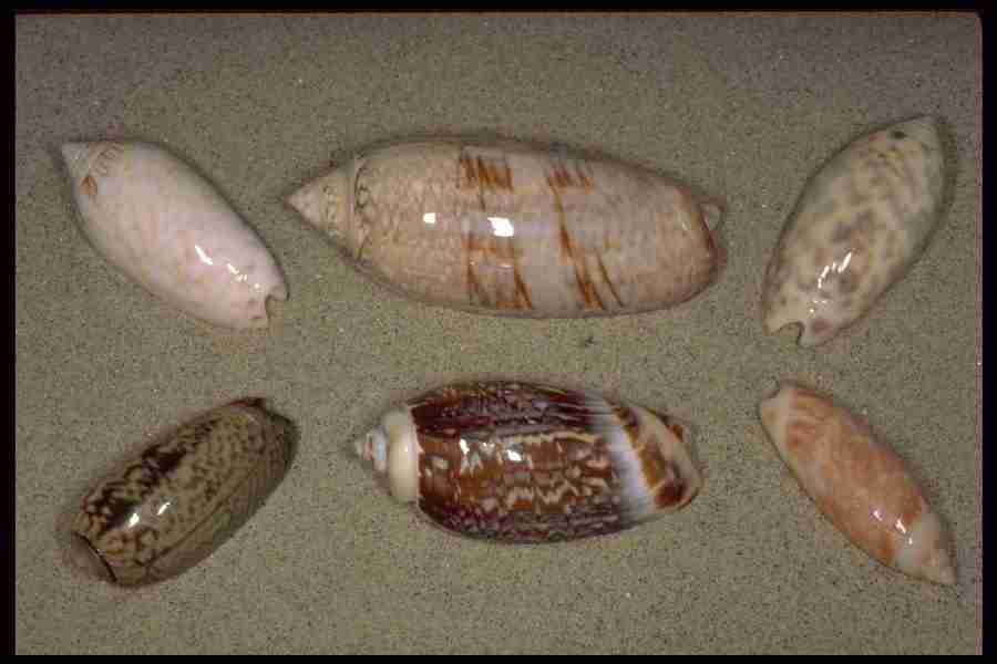 Shell Textures - Corel Professional Photos ></a>
<script language=JavaScript> 
  var txt = 