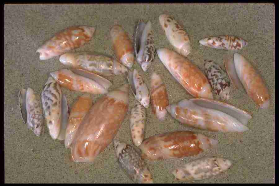 Shell Textures - Corel Professional Photos ></a>
<script language=JavaScript> 
  var txt = 