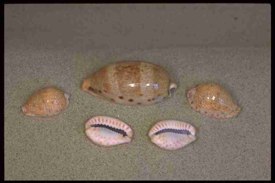 Shell Textures - Corel Professional Photos ></a>
<script language=JavaScript> 
  var txt = 