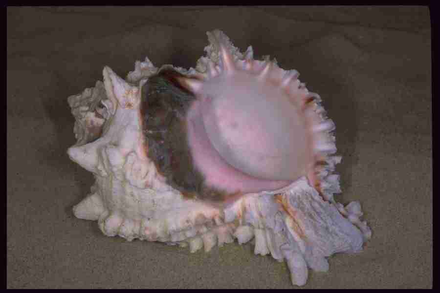 Shell Textures - Corel Professional Photos ></a>
<script language=JavaScript> 
  var txt = 