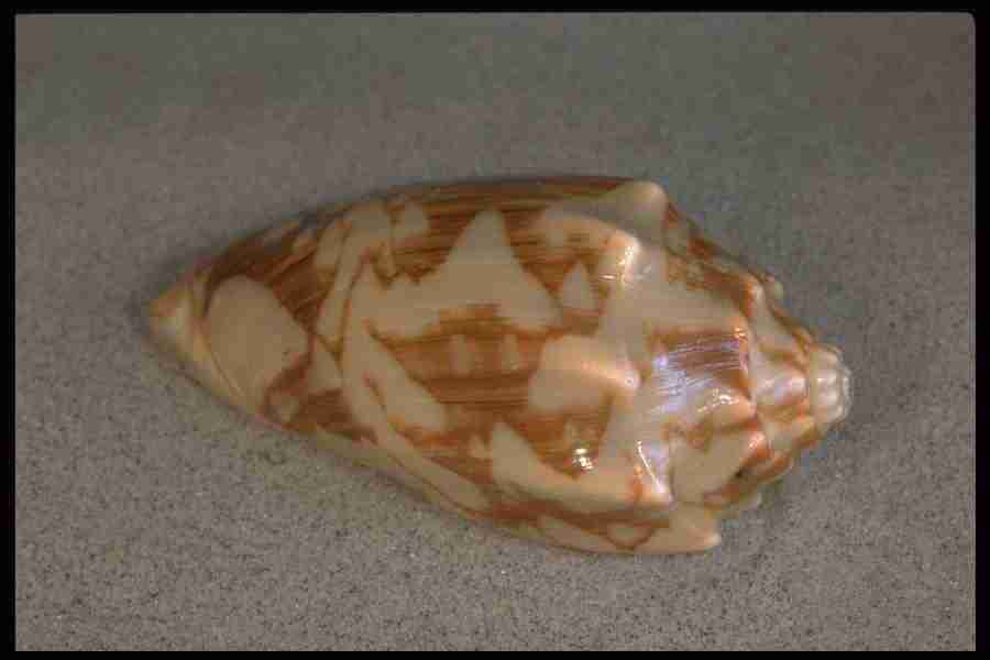 Shell Textures - Corel Professional Photos ></a>
<script language=JavaScript> 
  var txt = 