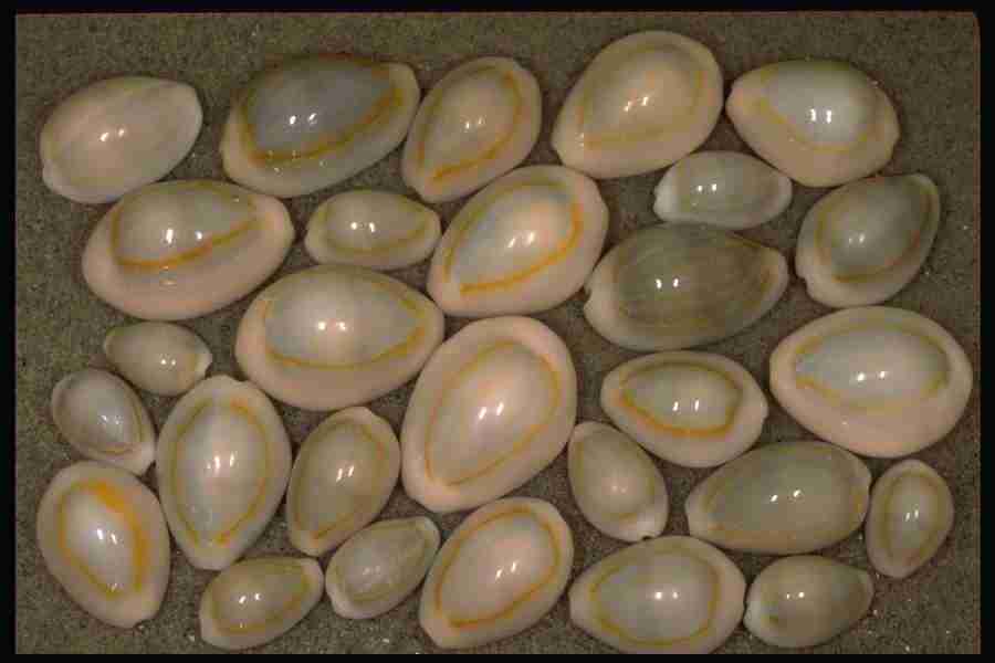 Shell Textures - Corel Professional Photos ></a>
<script language=JavaScript> 
  var txt = 