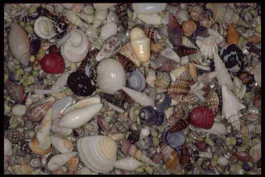 Shell Textures - Corel Professional Photos ></a>
<script language=JavaScript> 
  var txt = 