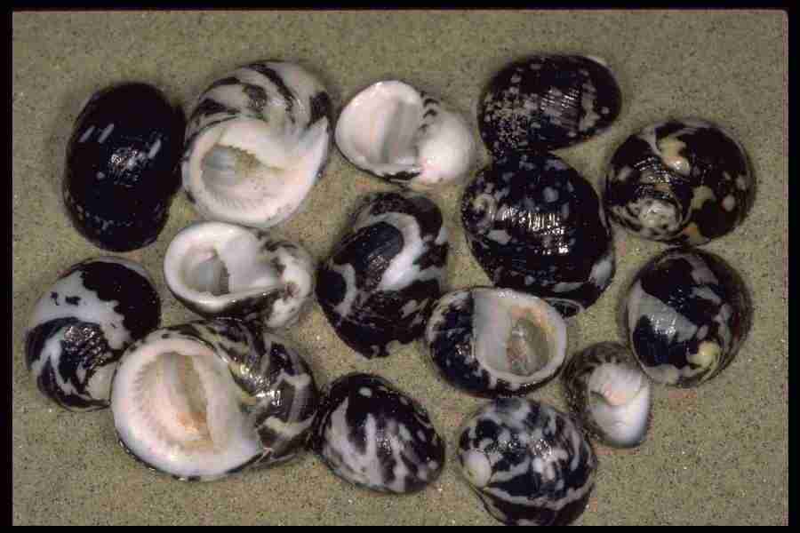 Shell Textures - Corel Professional Photos ></a>
<script language=JavaScript> 
  var txt = 