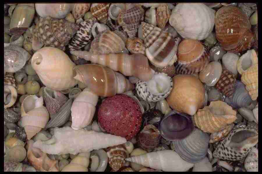 Shell Textures - Corel Professional Photos ></a>
<script language=JavaScript> 
  var txt = 