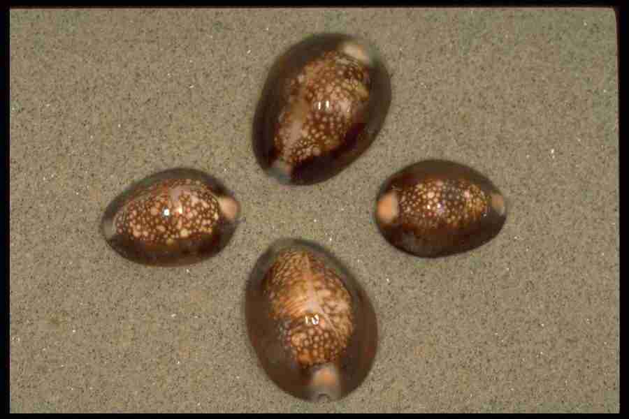 Shell Textures - Corel Professional Photos ></a>
<script language=JavaScript> 
  var txt = 