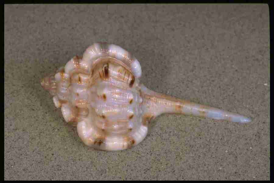 Shell Textures - Corel Professional Photos ></a>
<script language=JavaScript> 
  var txt = 