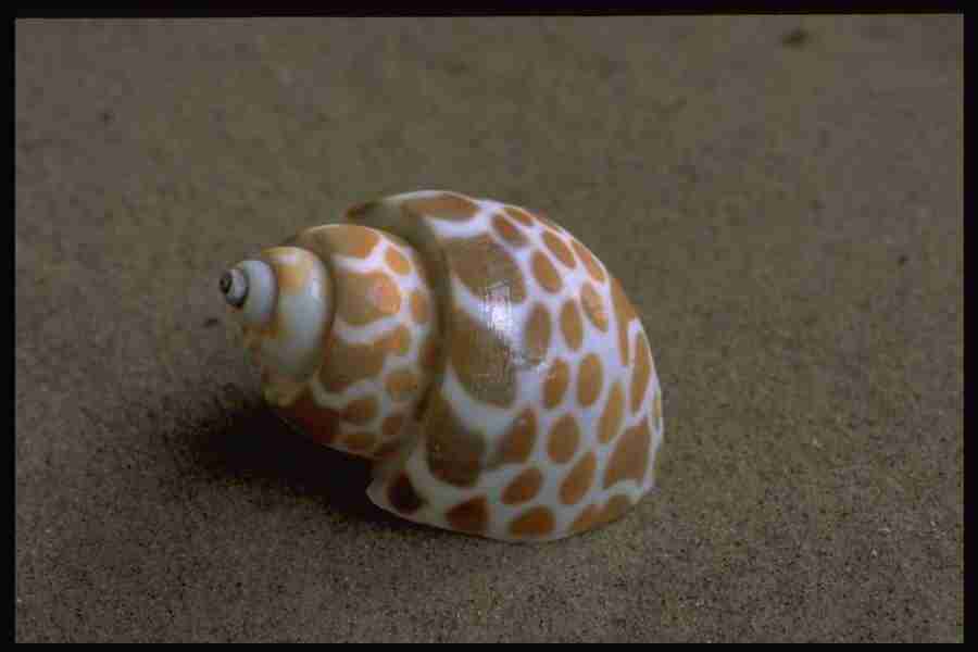 Shell Textures - Corel Professional Photos ></a>
<script language=JavaScript> 
  var txt = 