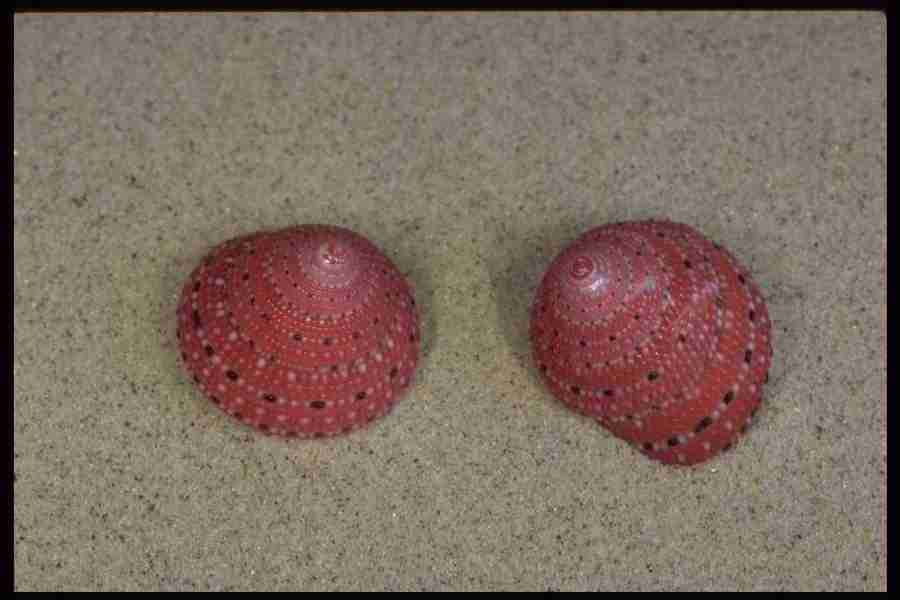 Shell Textures - Corel Professional Photos ></a>
<script language=JavaScript> 
  var txt = 