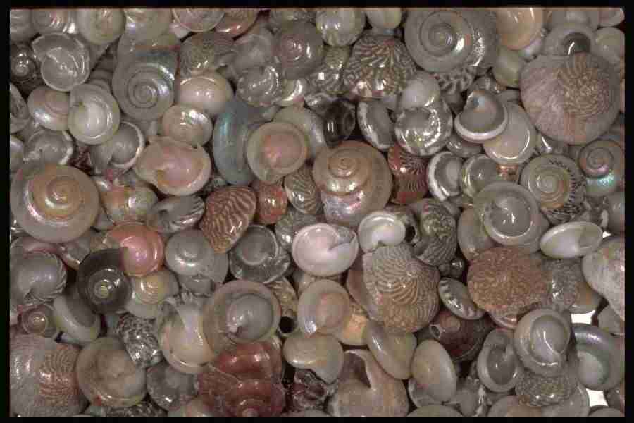 Shell Textures - Corel Professional Photos ></a>
<script language=JavaScript> 
  var txt = 