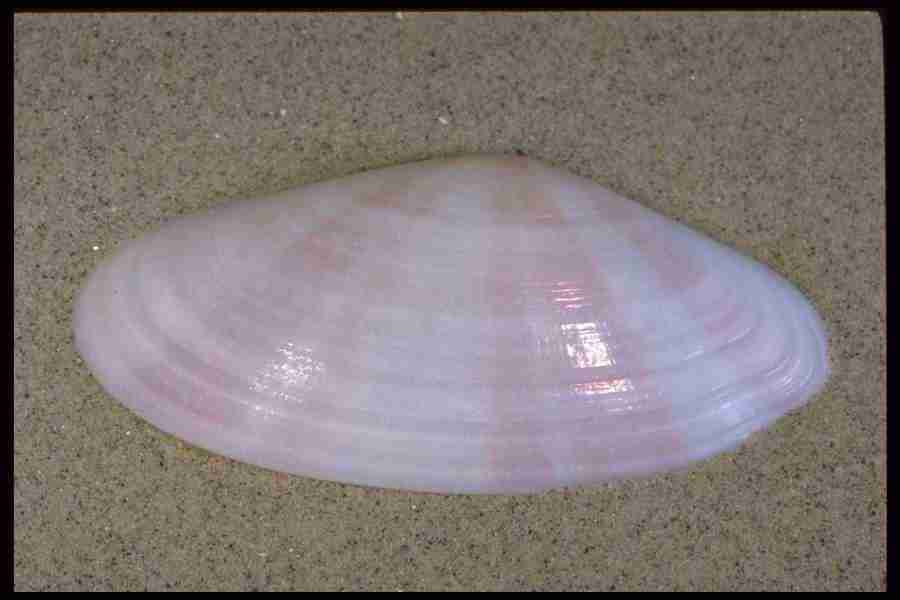 Shell Textures - Corel Professional Photos ></a>
<script language=JavaScript> 
  var txt = 